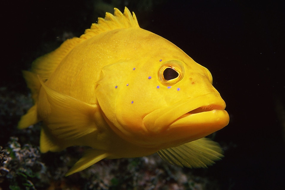 Yellow coney fish