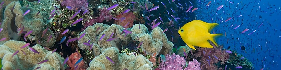 Fiji, yellow damselfish (Stegastes planifrons) beside coral reef