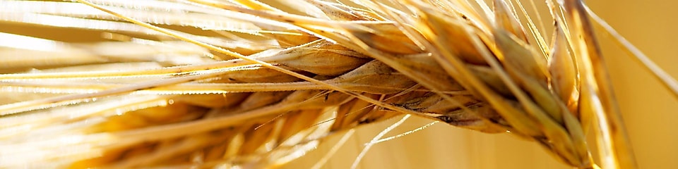 Ear of wheat (hordeum vulgare)