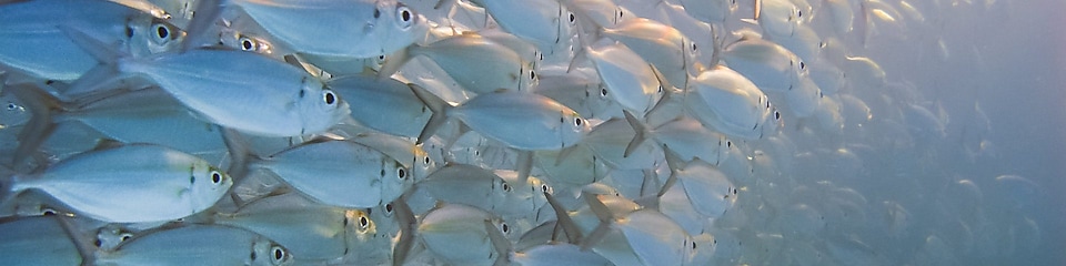 Large school of silver fish