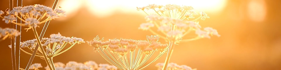 Flowers in a field with sun shining