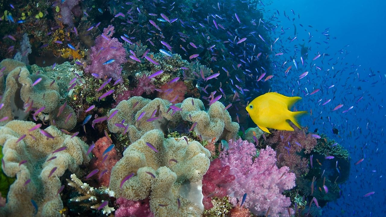 Fiji, yellow damselfish (Stegastes planifrons) beside coral reef