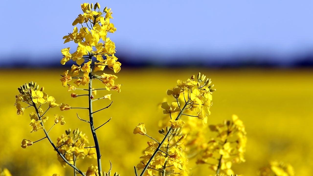 Yellow flower in field