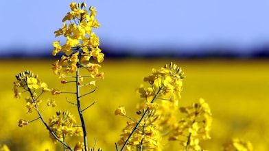 Yellow flower in field