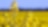 Yellow flower in field