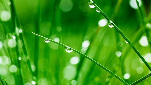 Moplefan, Colas, Enterprise, or Shell-Mex and BP