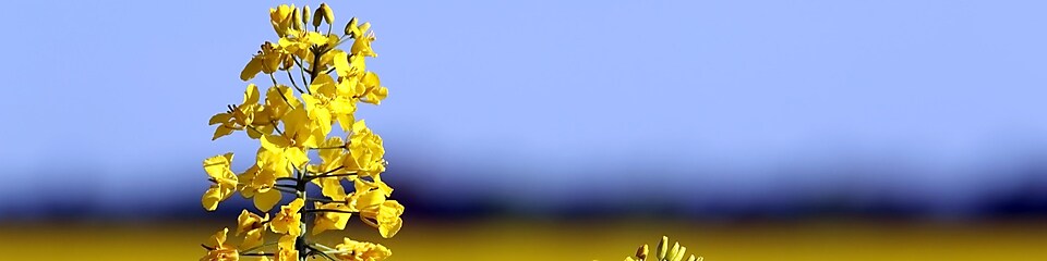 Yellow flower in field