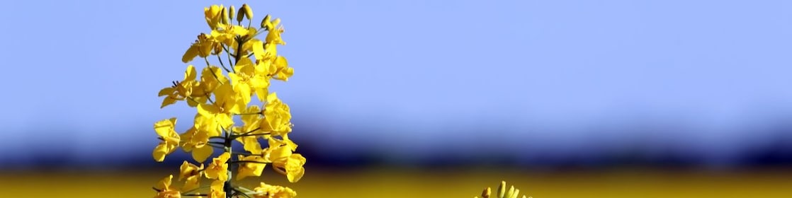 Yellow flower in field