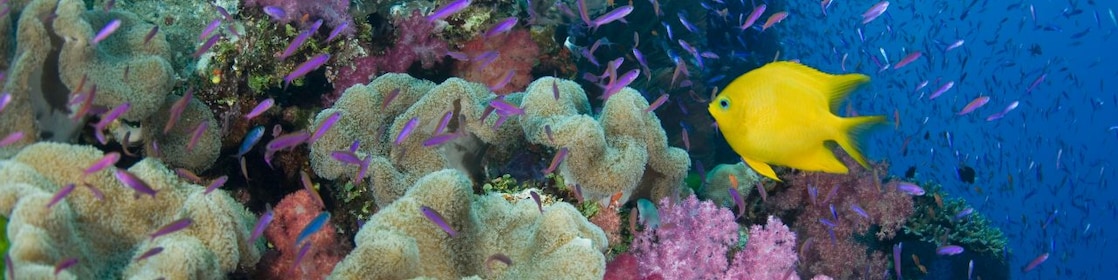 Fiji, yellow damselfish (Stegastes planifrons) beside coral reef