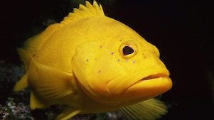 Yellow coney fish