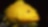 Yellow coney fish