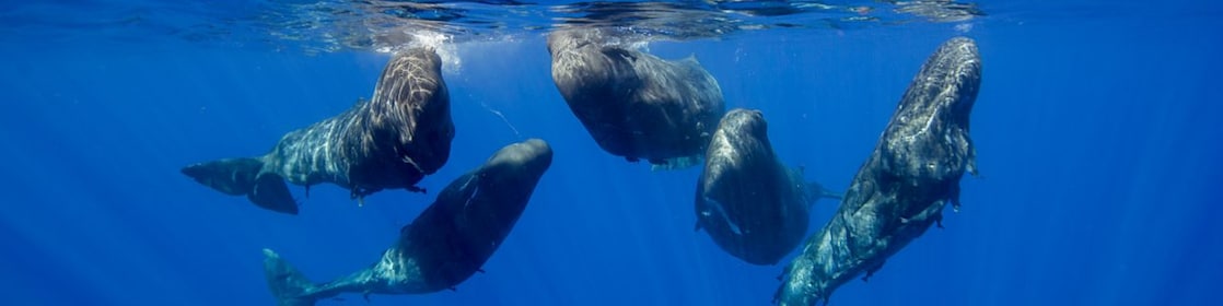 Family of dolphins underwater