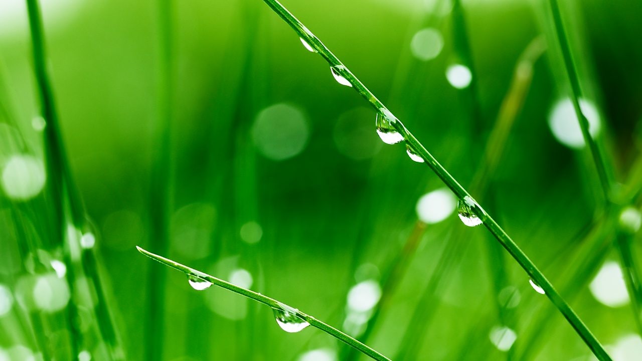 Close up of grass blades dripping with dew