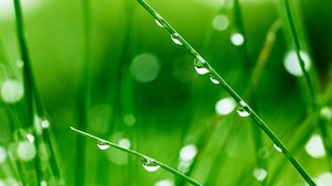 Close up of grass blades dripping with dew