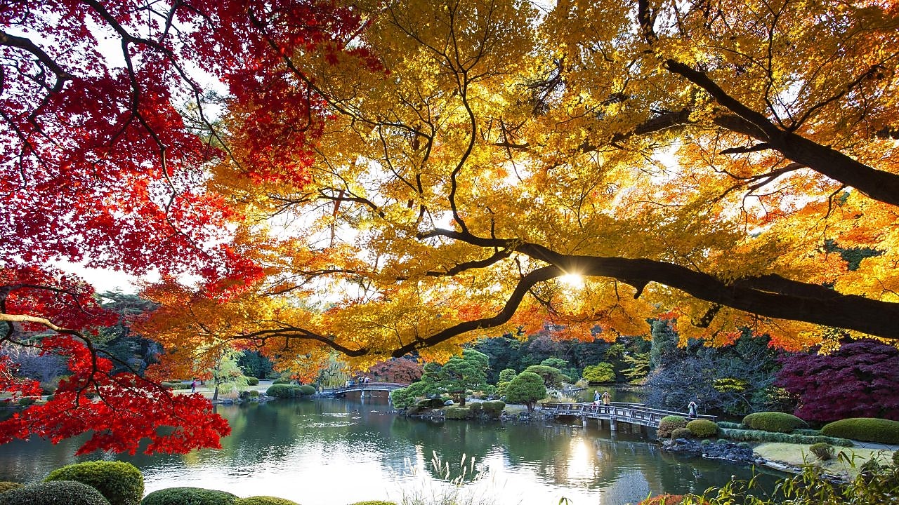 Lake surrounded by trees with leaves that are different autumn colours like yellows, andshaeds of brown