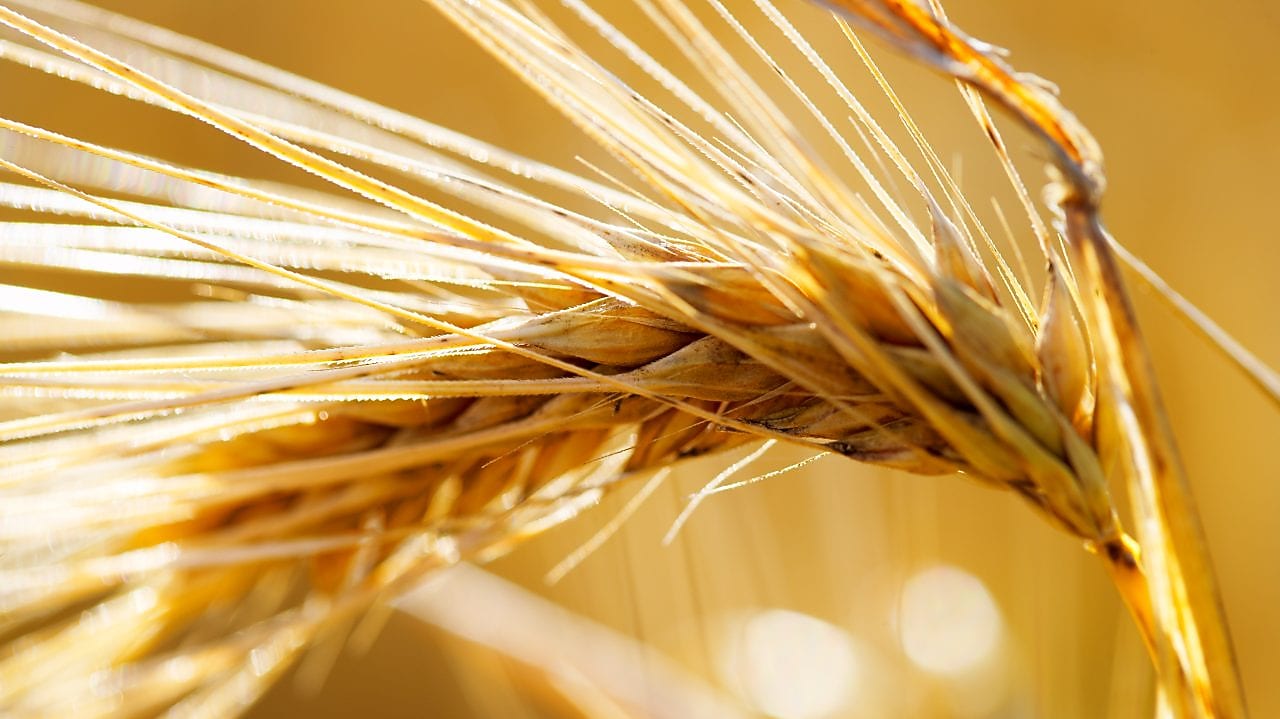 Ear of wheat (hordeum vulgare)
