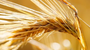 Ear of wheat (hordeum vulgare)