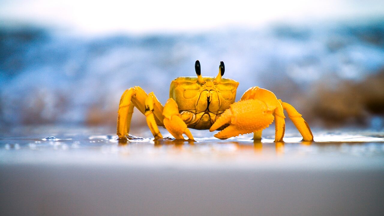 Yellow crab moving on sand