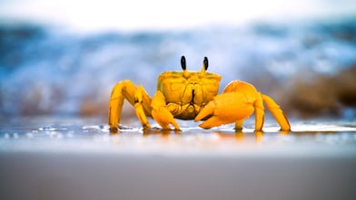 Yellow crab moving on sand