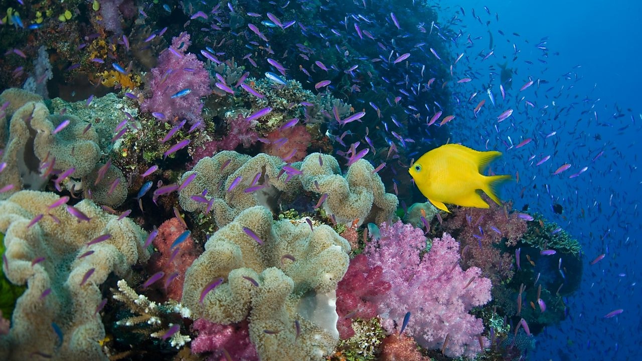 Fiji, yellow damselfish (Stegastes planifrons) beside coral reef