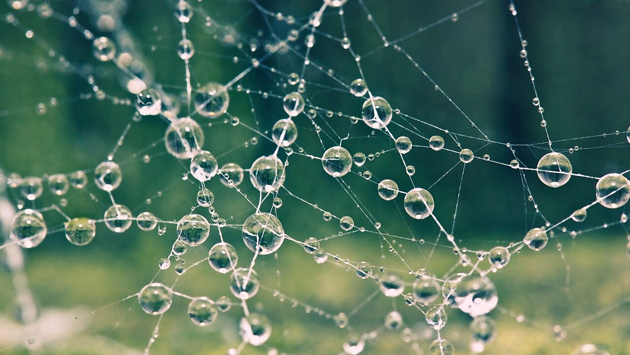 Close up of spiders web covered in morning dew