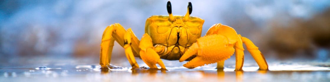 Yellow crab moving on sand