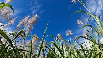 Field of sugar can with blue sky