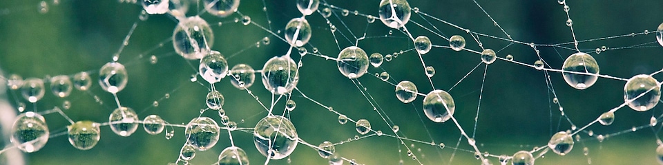Close up of spiders web covered in morning dew