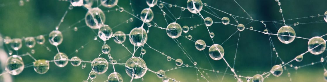 Close up of spiders web covered in morning dew