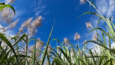 Field of sugar can with blue sky