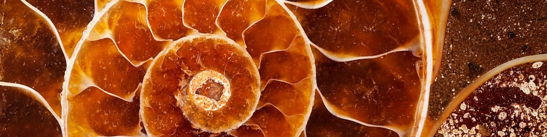 Yellow swirling fossil