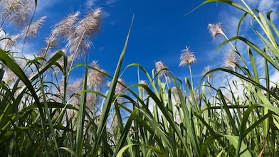 Field of sugar can with blue sky