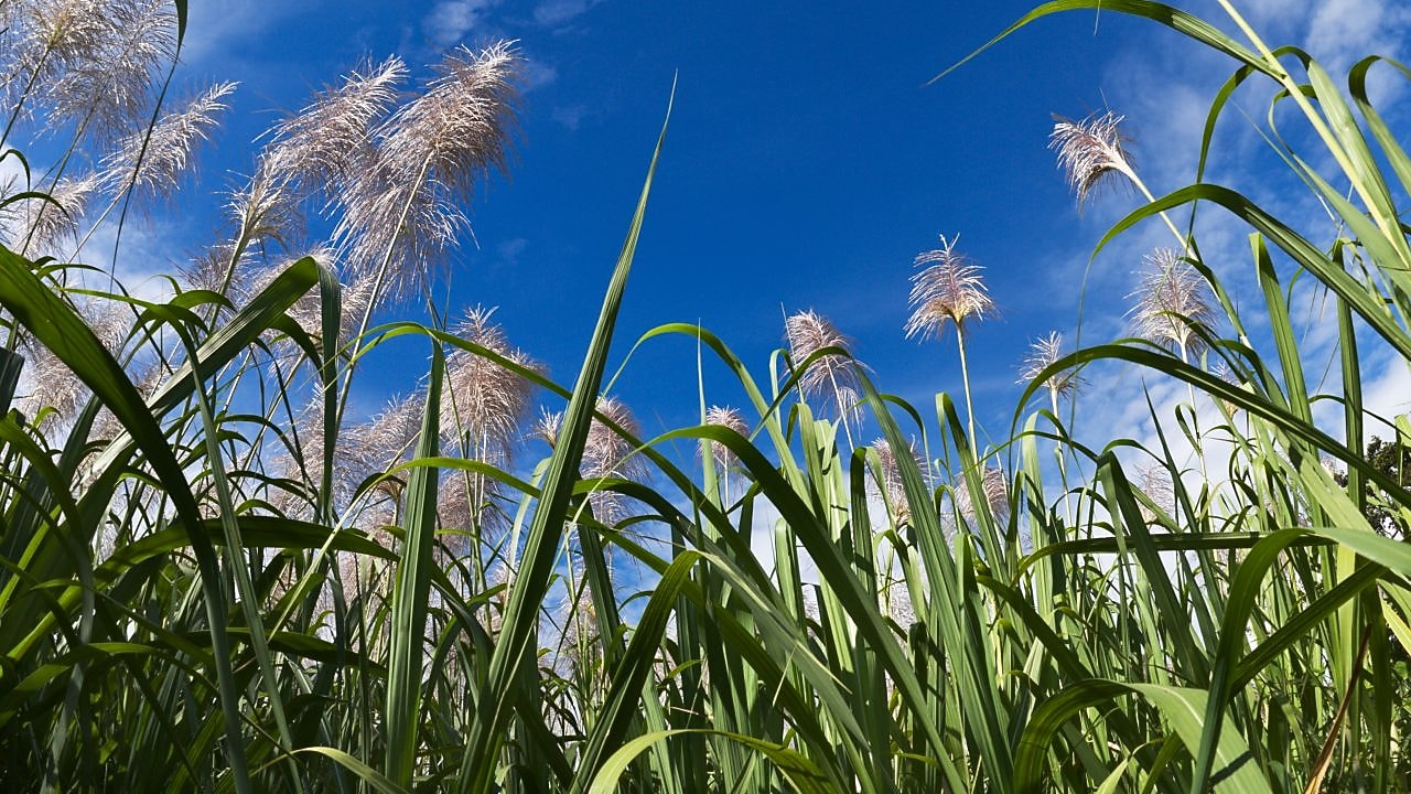 Field of sugar can with blue sky