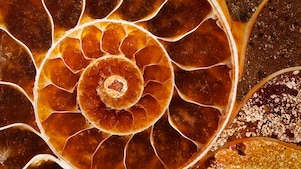 Red coloured swirling shell fossil