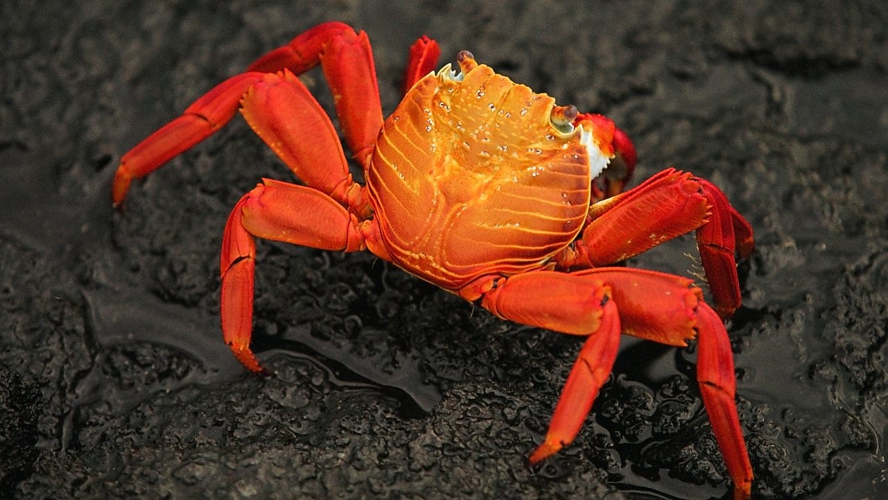 Orange coloured crab on a rock