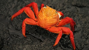 Orange coloured crab on a rock