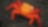 Orange coloured crab on a rock