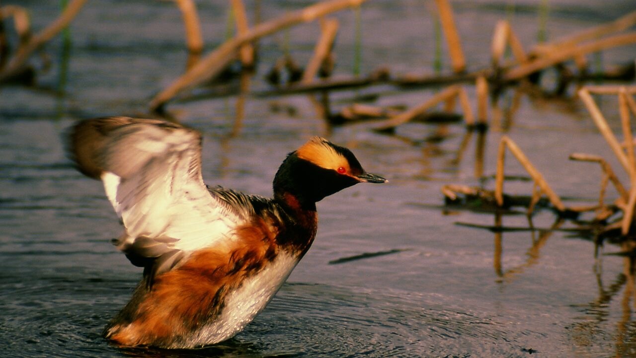 Duck in a lake just getting ready to fly