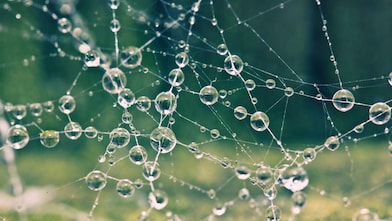 Spider web with morning dew