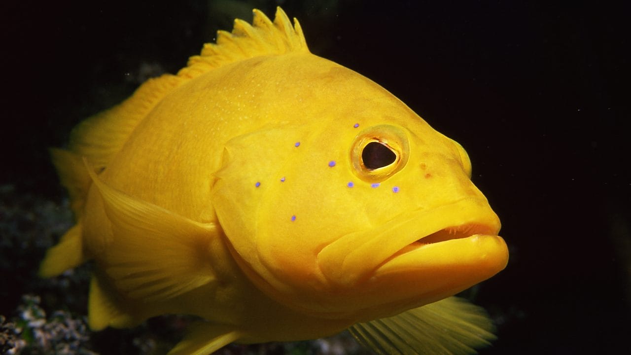 Looking up at tall tree canope with the sun peering through