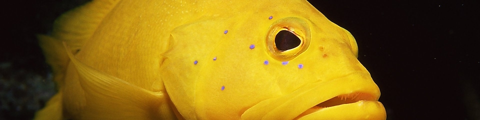 Yellow fish with large mouth