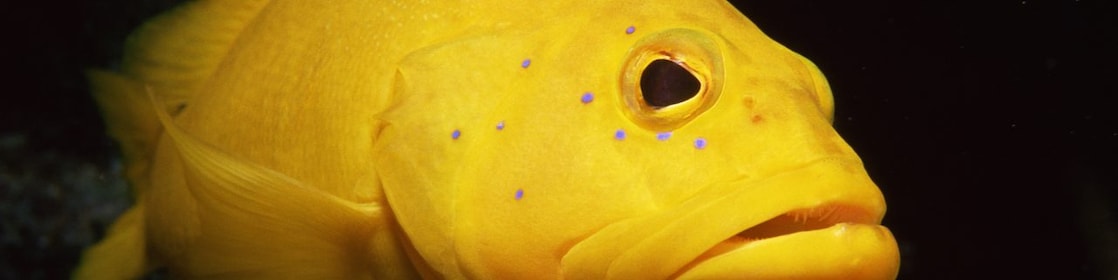 Yellow fish with large mouth