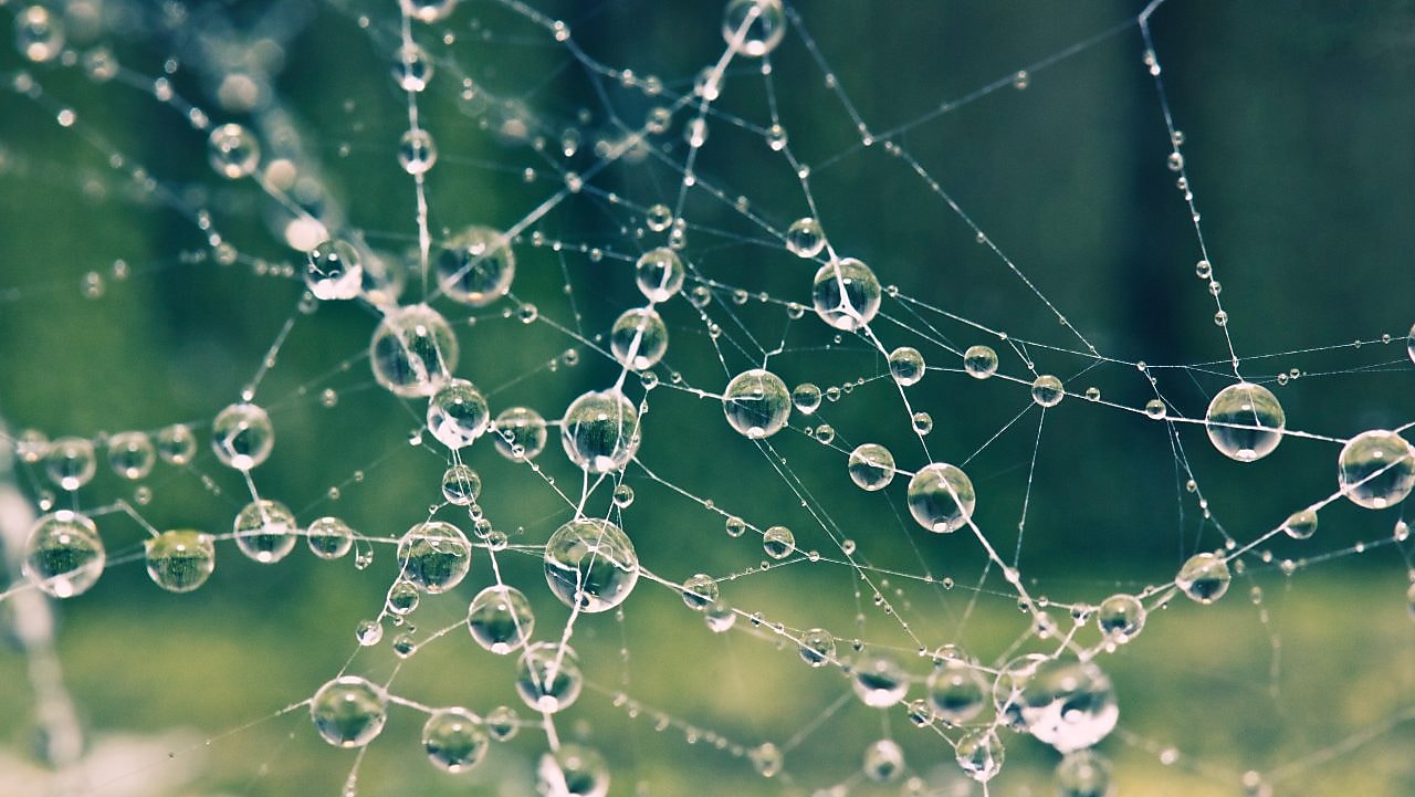 Spider web with morning dew