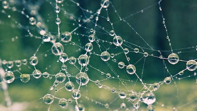 Spider web with morning dew