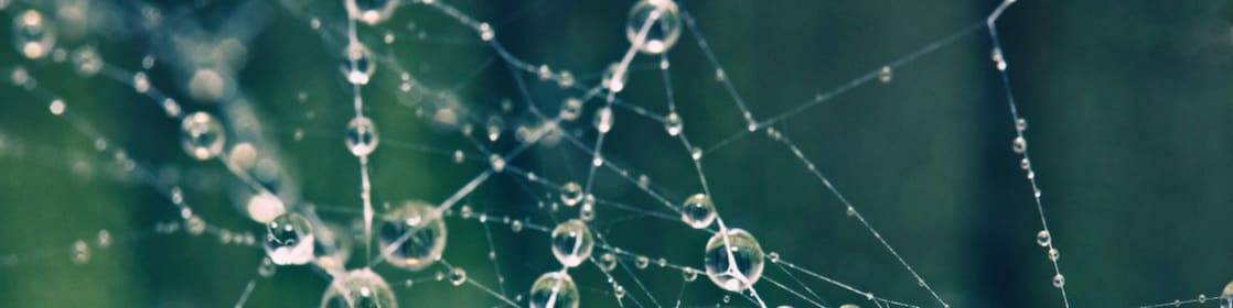Spider web with morning dew