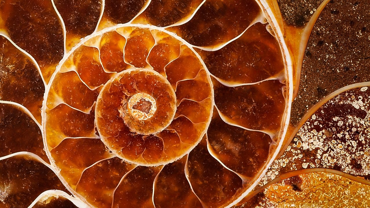 Red coloured swirling shell fossil