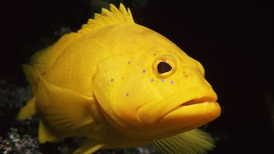 Looking up at tall tree canope with the sun peering through