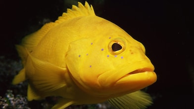 Yellow fish with large mouth