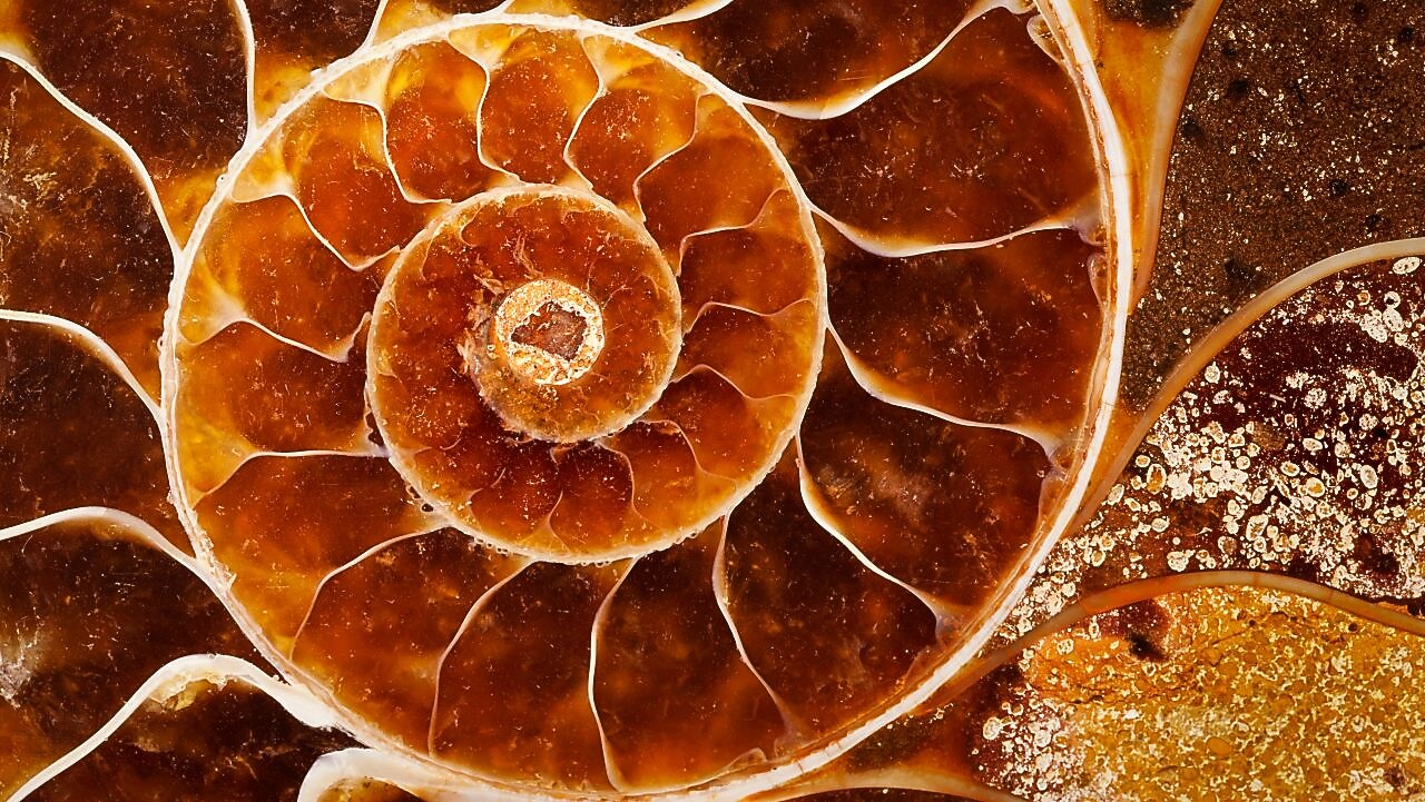 Red coloured swirling shell fossil