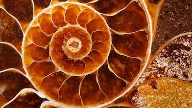Red coloured swirling shell fossil